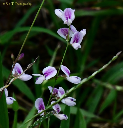 {Lespedeza repens}